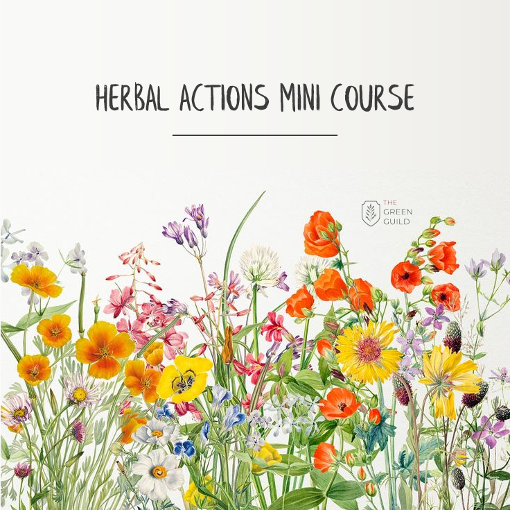 herbal actions mini course