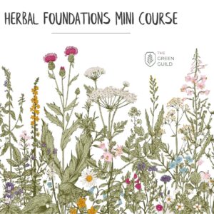 Herbal Foundations Mini Course