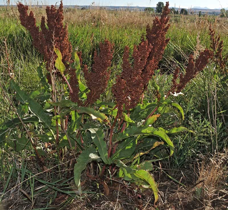 Yellow dock plant