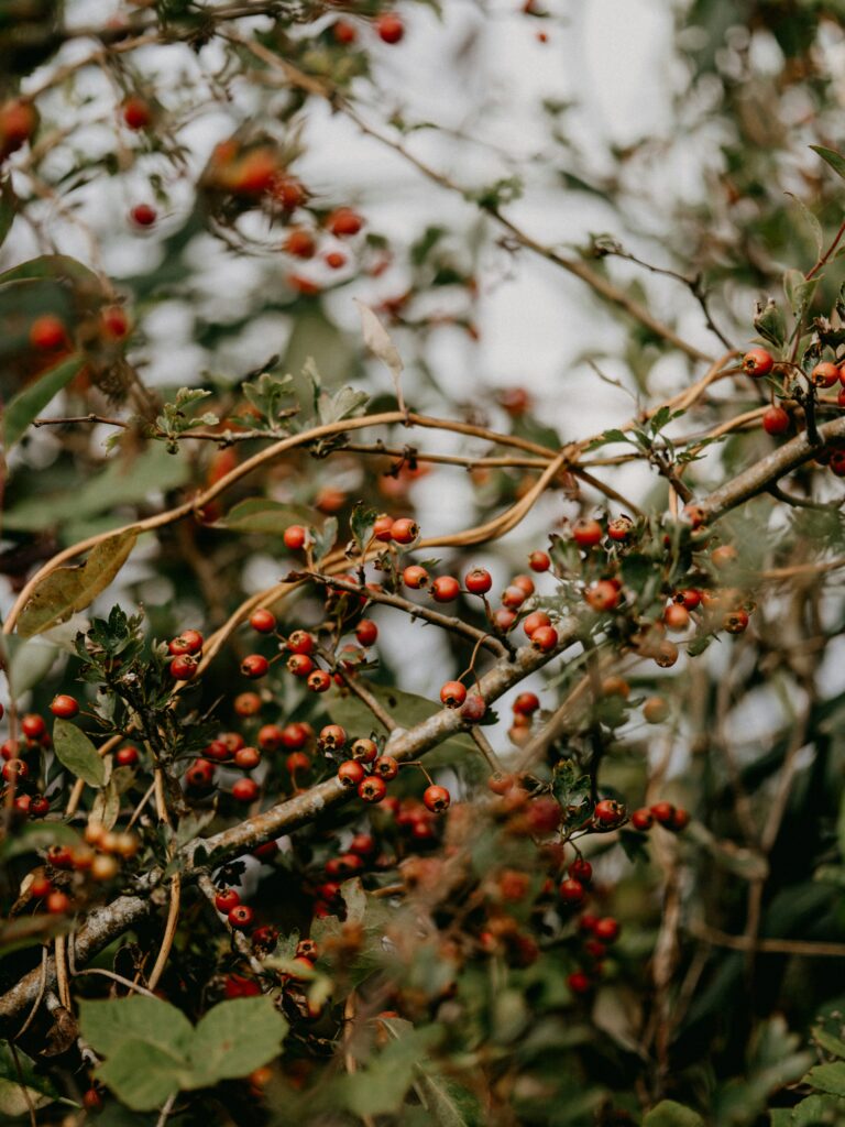 hawthorn bush with red berries on it