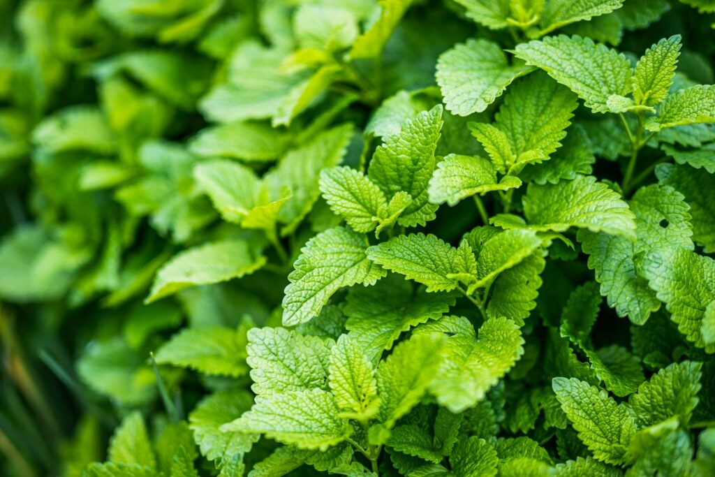 Lemon balm bush