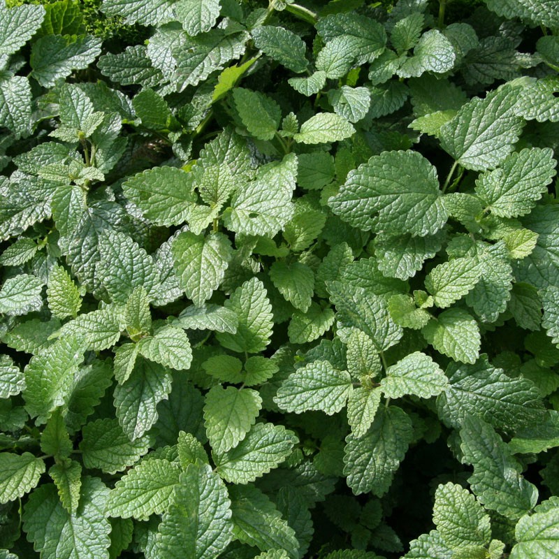 Lemon balm leaves