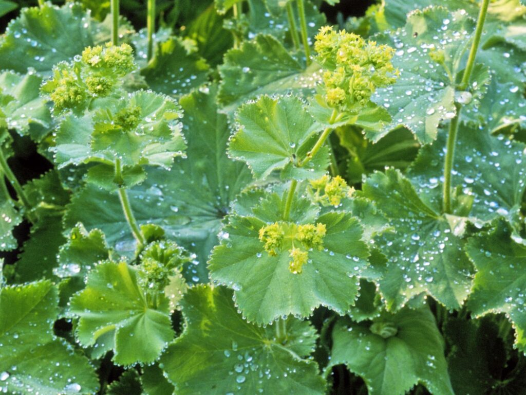 Lady's mantle leaves
