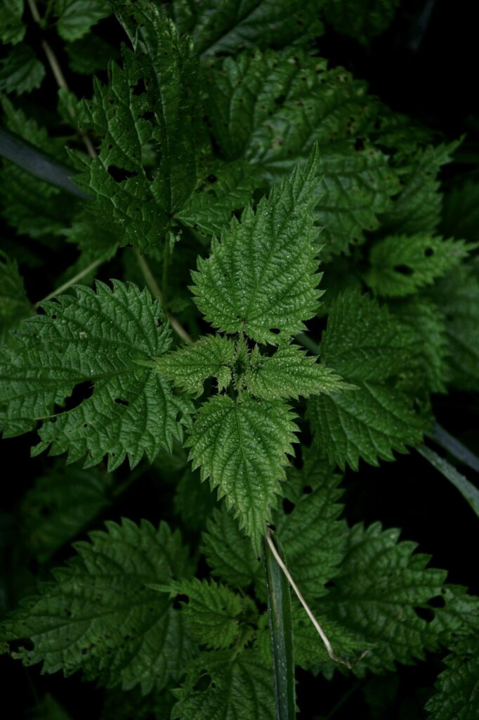 nettle