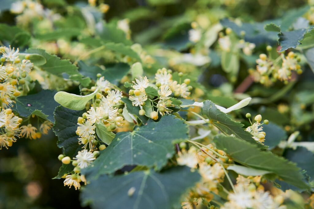linden leaves, brackets and flowers