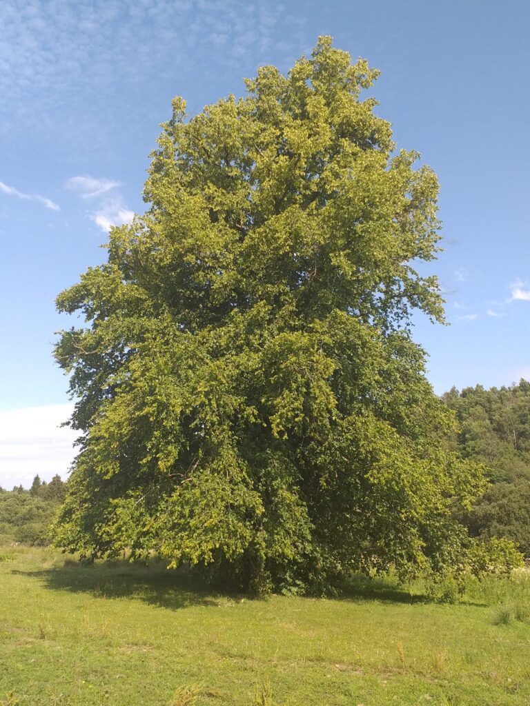 linden tree in a meadow