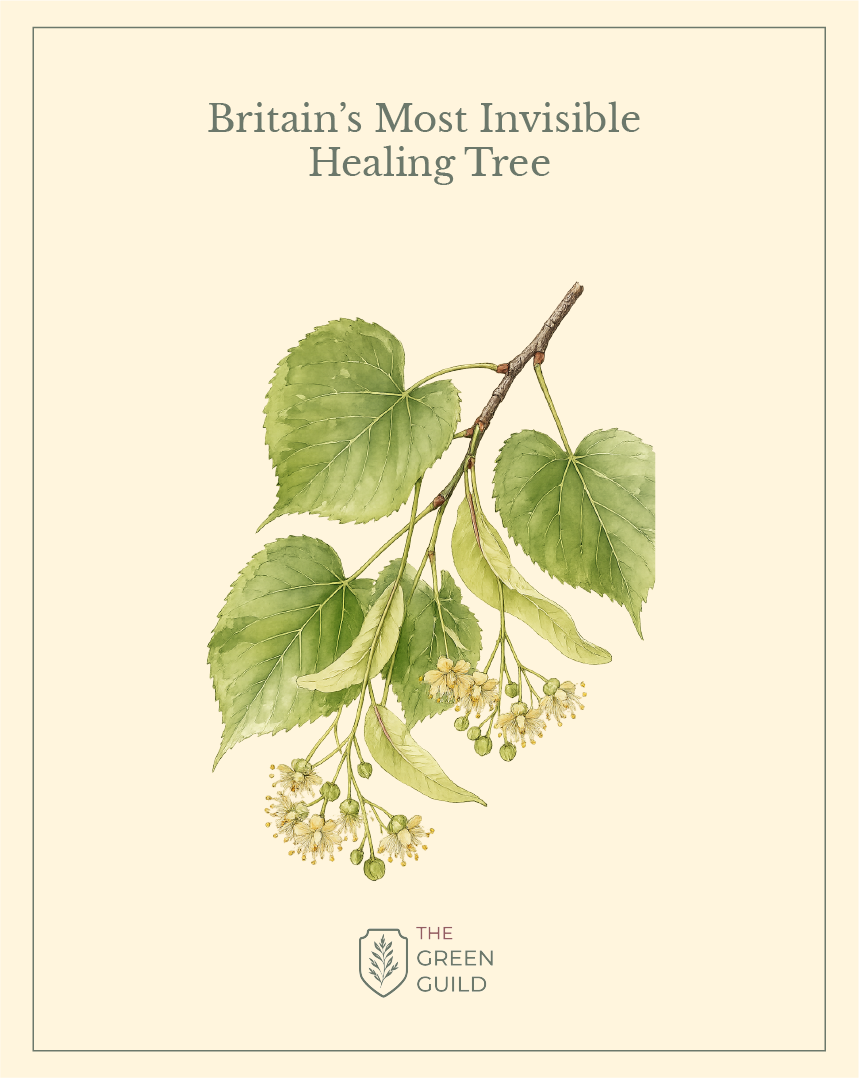 linden tree botanical art