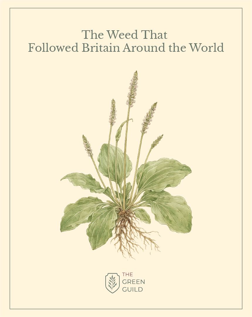 Plantain botanical art