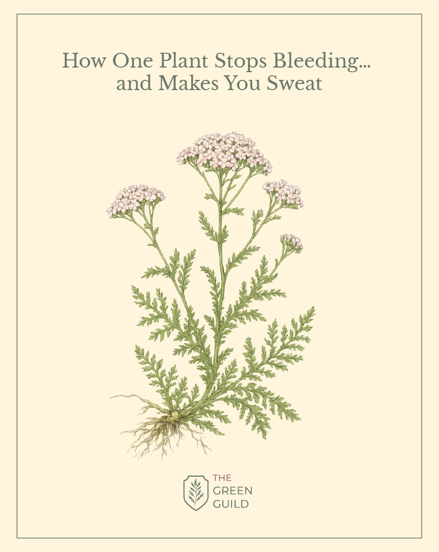 yarrow botanical art