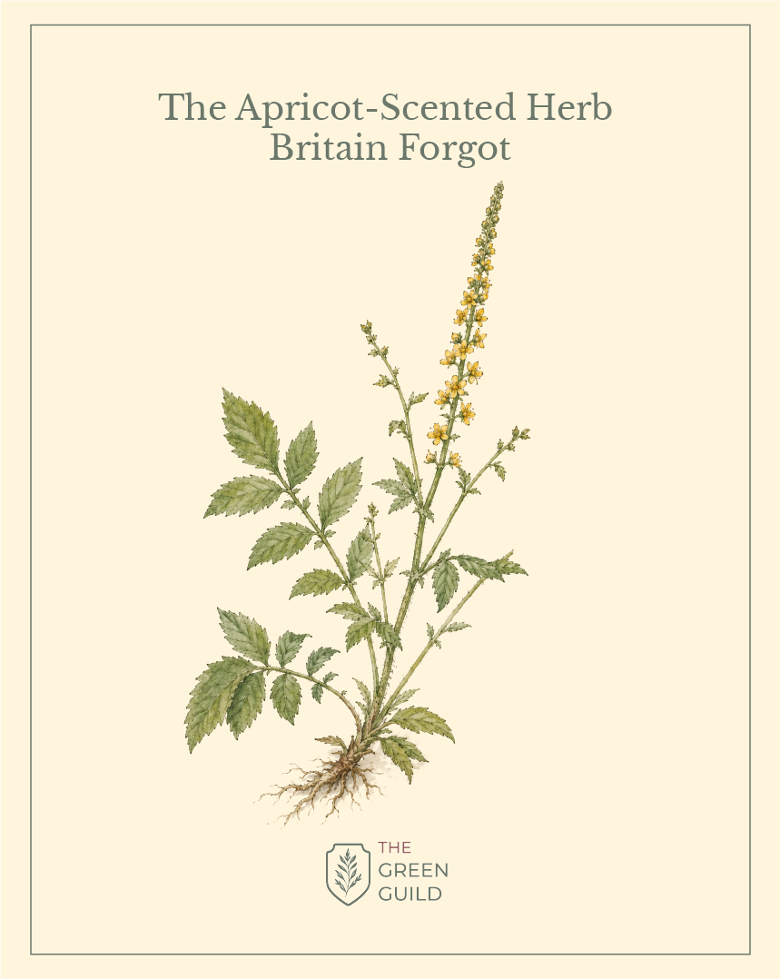 agrimony botanical art