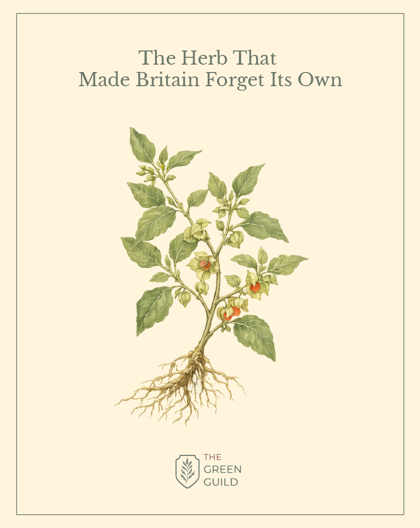 ashwagandha botanical art