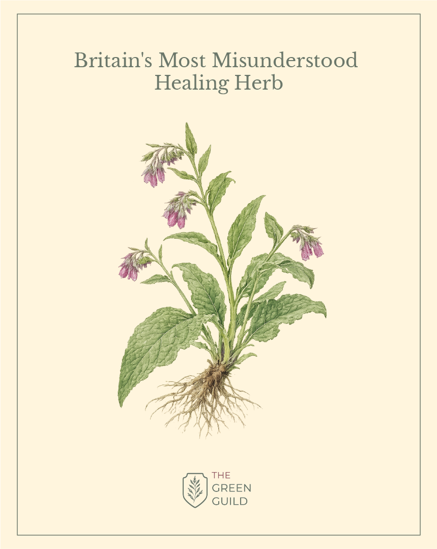 comfrey botanical art