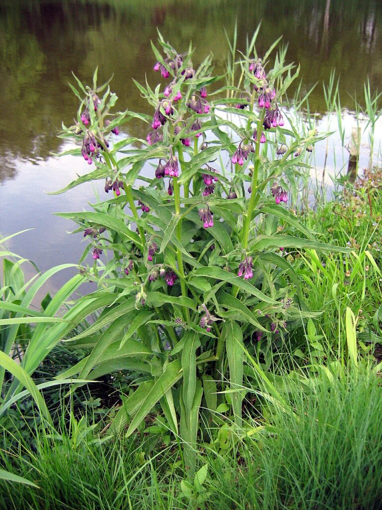 comfrey plant
