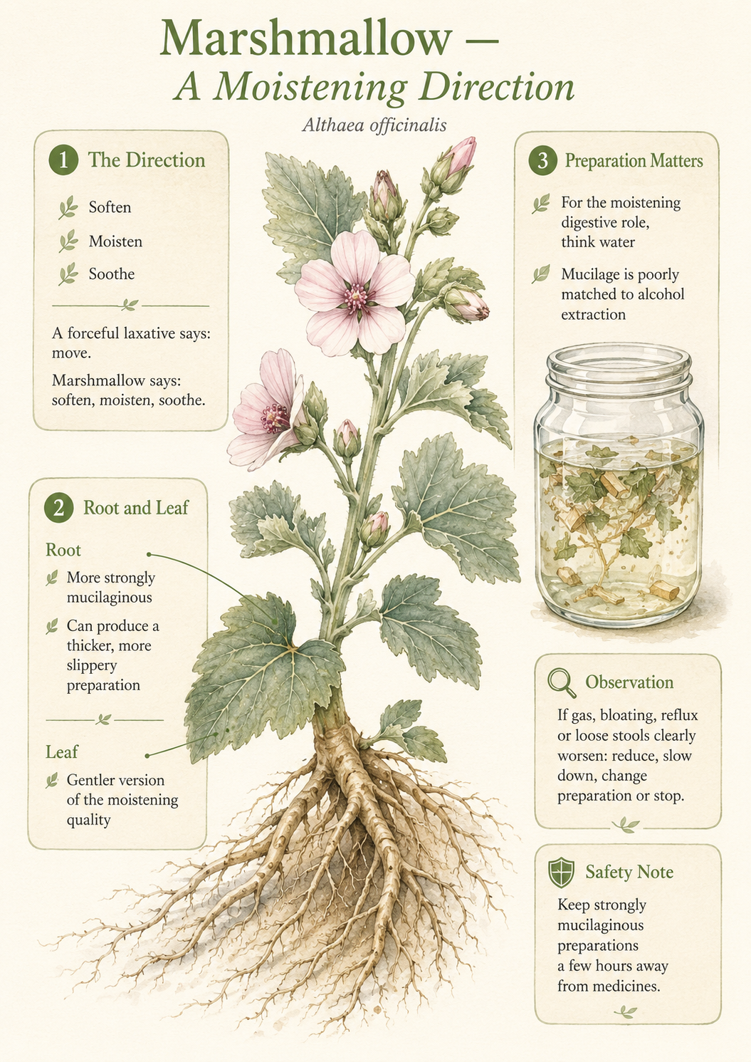Marshmallow, a moistening direction: soften, moisten and soothe rather than force, root and leaf compared, water-based preparation, and keeping strongly mucilaginous preparations away from medicines