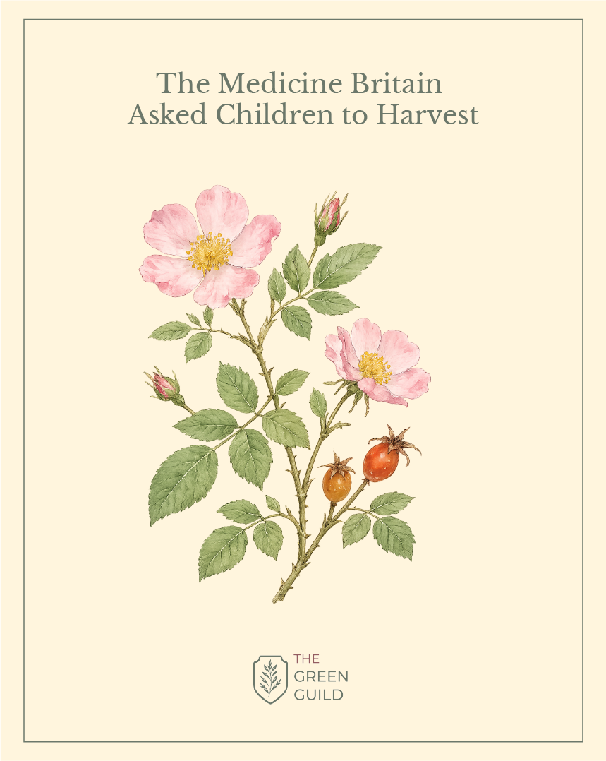 dog rose botanical art