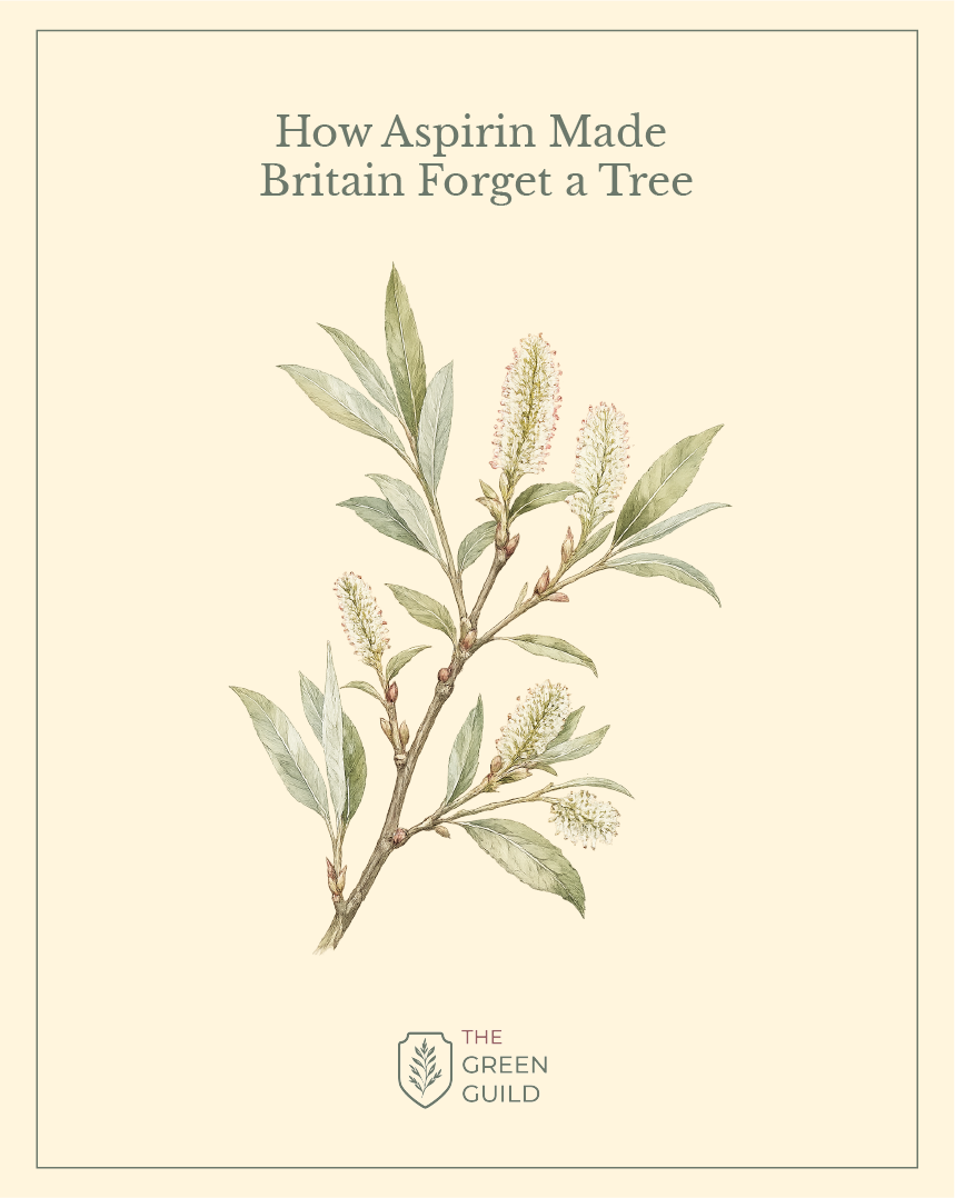 willow botanical art