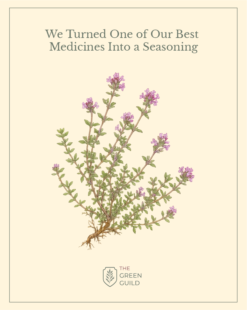 thyme botanical art