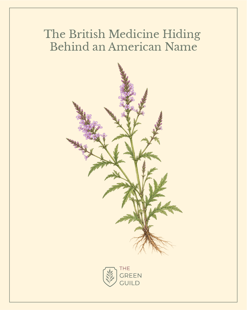 vervain botanical art