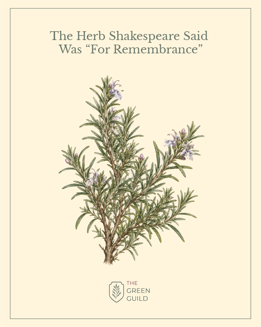 rosemary botanical art