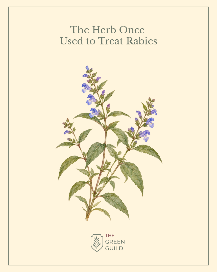 skullcap botanical art